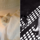 Illustration for article titled Karl Lagerfelds Cat Has Her Own Makeup Capsule Collection Now